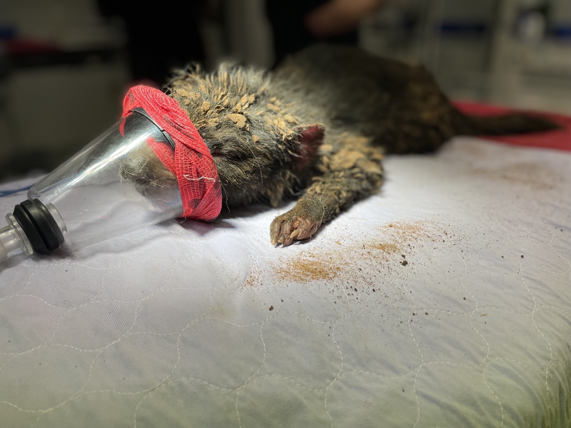 Tasmanian Devil rescue 5